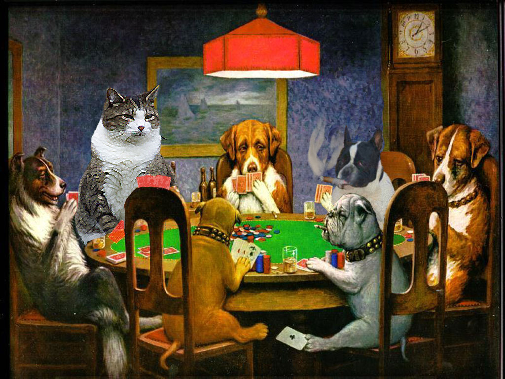 Cats Poker