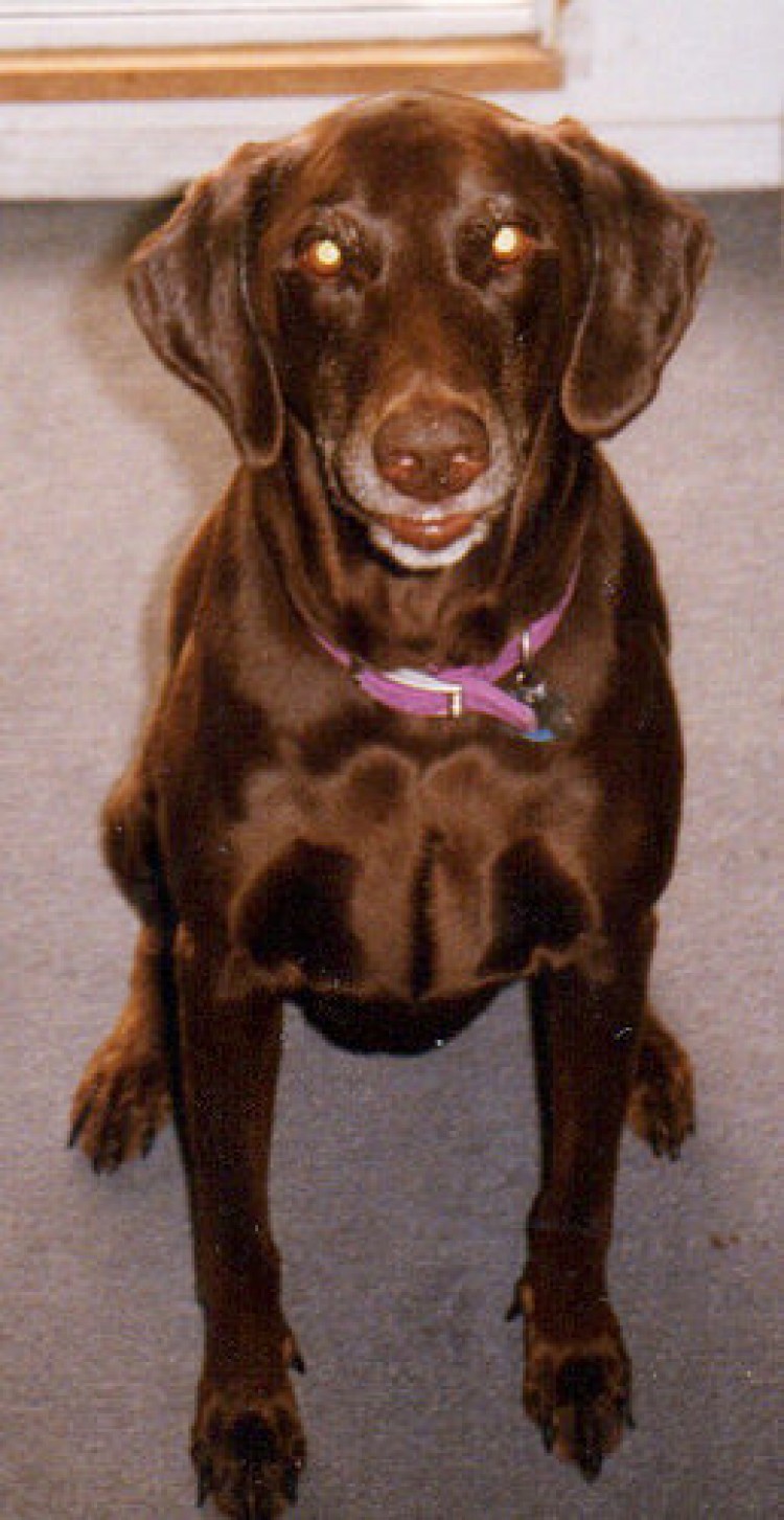 Mom Dog Barks At Dog For Scaring Puppies Mom Dog Barks At Dog For Scaring Puppies