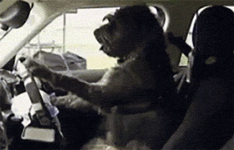 dog-driver