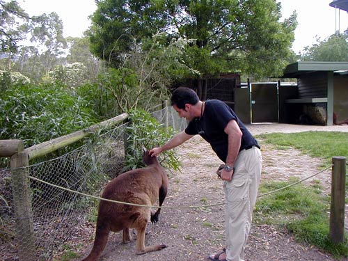 Proof of being in Australia! Petting a kangaroo at Healesville Sanctuary in Victoria