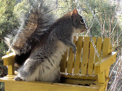 squrrel.jpg