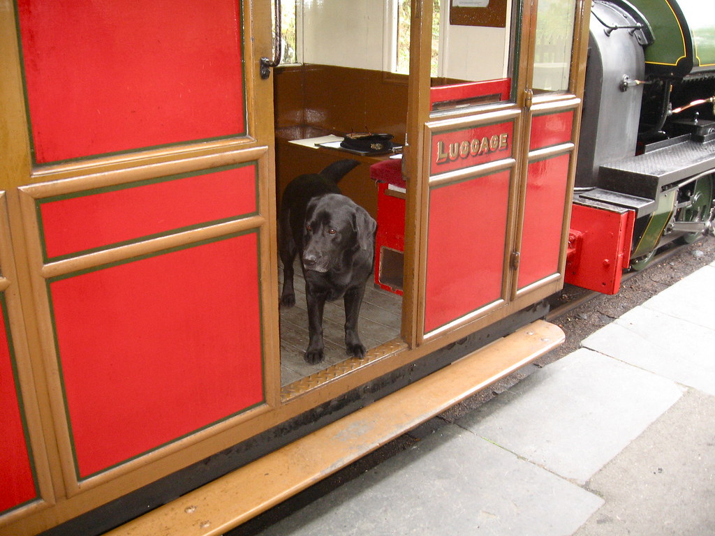 Black dog peers out of a railway car.