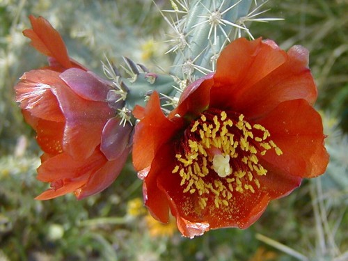 cholla4260003b