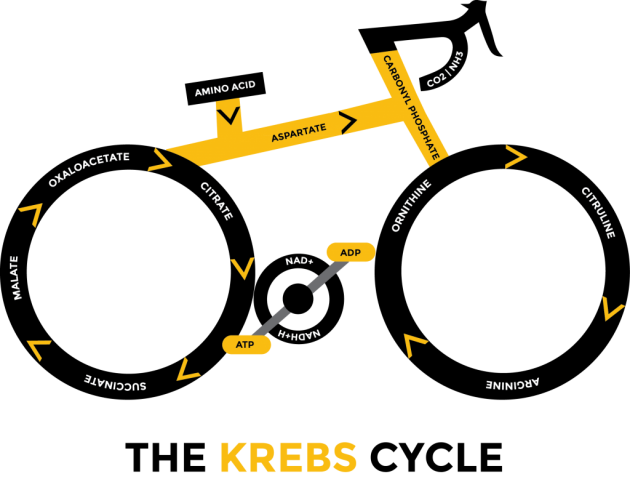 krebs-cycle