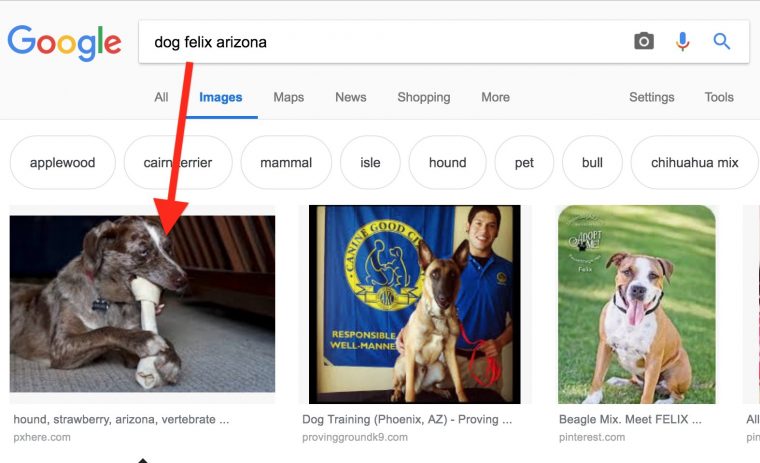 image search on "felix dog arizona" with arrow pointing to image of Felix with a bone.