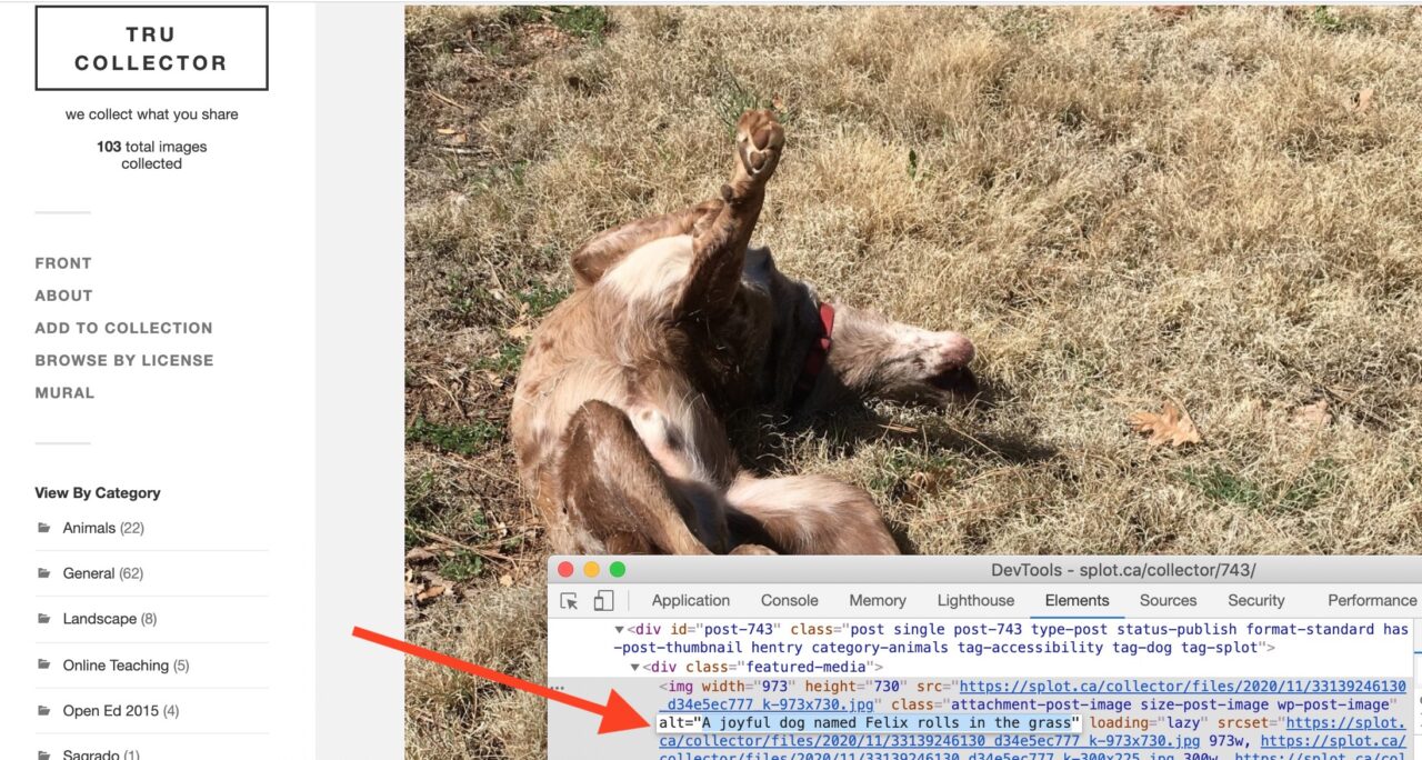 Screen shot of a TRU collector demo with an image of a dog rolling in the grass, at the bottom the source code of the page reveals the image has alt text that reads "A joyful dog named Felix rolls in the grass".