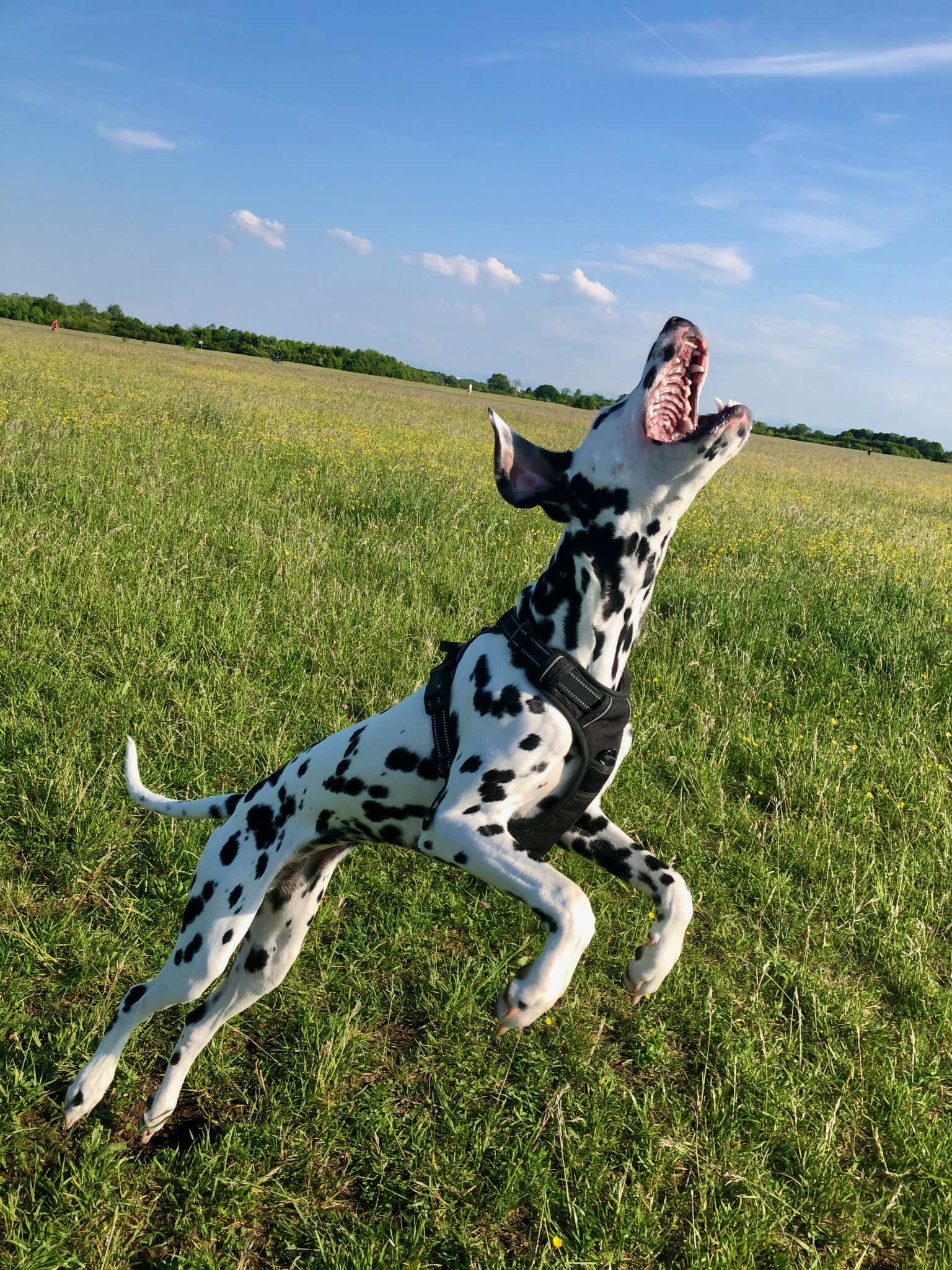 Dalmatian “Emma” is jumping for a treat.