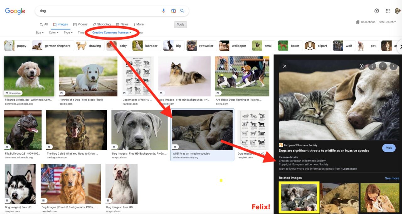 Creative Commons filtered image search results for the term "dog" with arrows pointing to a preview of a cat and dog laying together, then to the info box which indicates the photo is credited to the European Wilderness Society. The link for license indicates a CC BB-NS-SA license. Also, for interest in the related image results is another dog and cat I know as thats my photo of Felix.