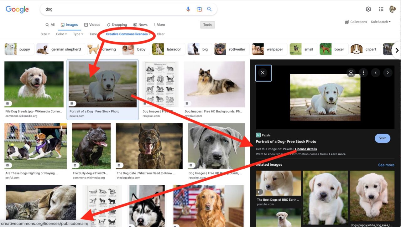 Creative Commons filtered image search results for the term "dog" with arrows pointing to a preview of a white dog, then o its preview of results in Google, then from the link reading "license details" to the url for a Creative Commons public domain license