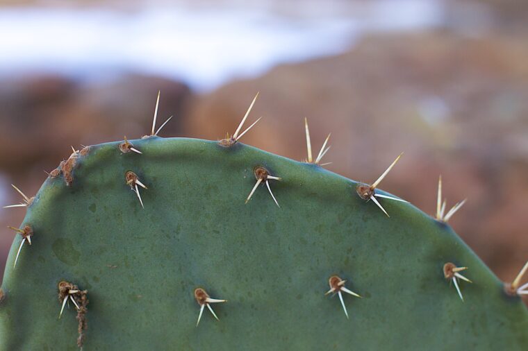Close up view of the pad of a prickly pear cactus with its array of small points, like my points in this post. In the background, blurred are rocks and snow, Yes snow, this happened in Northern Arizona. Also, I am remembering to copy/paste this alt text since it wont go with my toot.