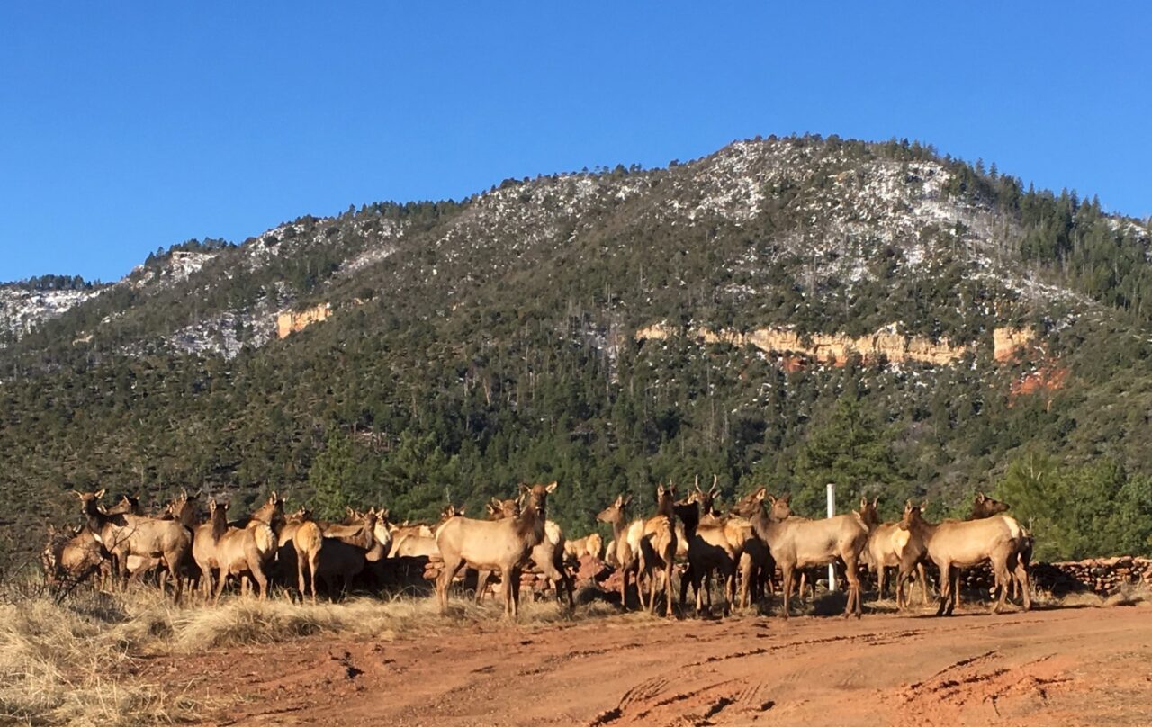 A herd of maybe 60 elk stand closely together on a flat level space with a forested mountain/hill behind. To the photographer, it resembled a protest mob.