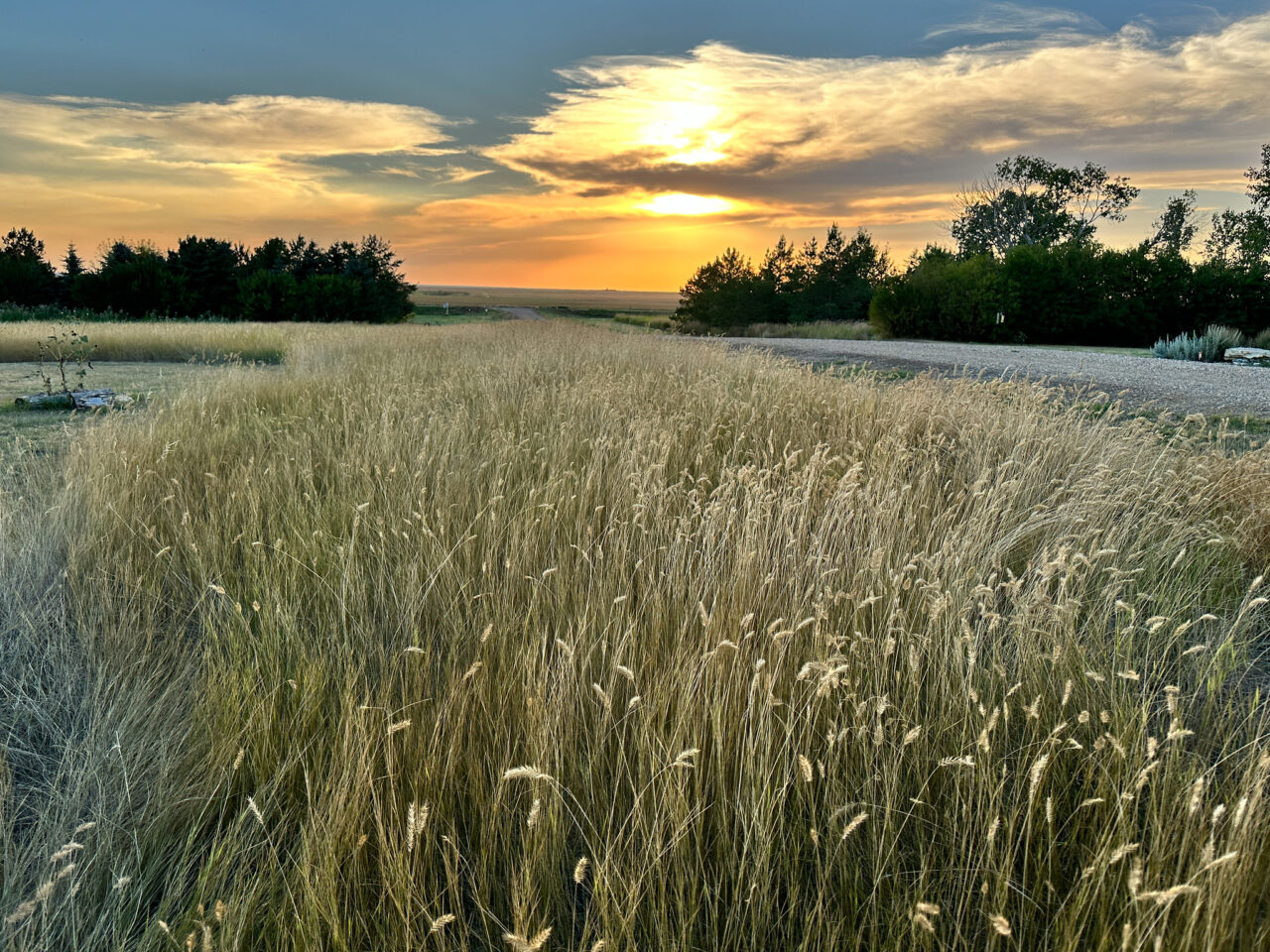 A swath of tall, yellow natural praire grass growing next to a gravel lane, leading through a patch of trees towards a brilliant sunflower under puffy clouds.
