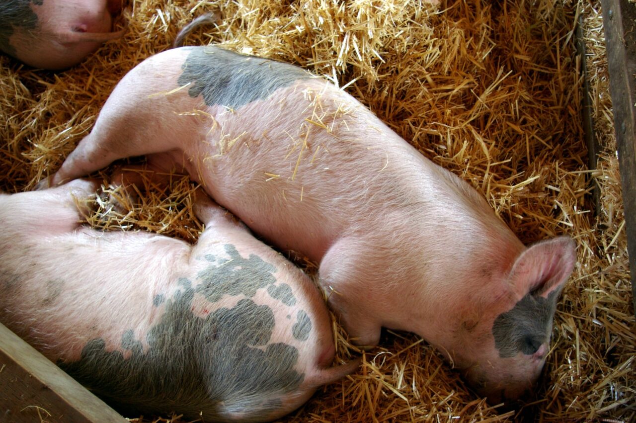 Two pigs with black patches lying on straw in a pen
