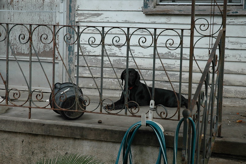 A black dog with a red collar lies on a porch with a peeling white facade and ornate metal railing.