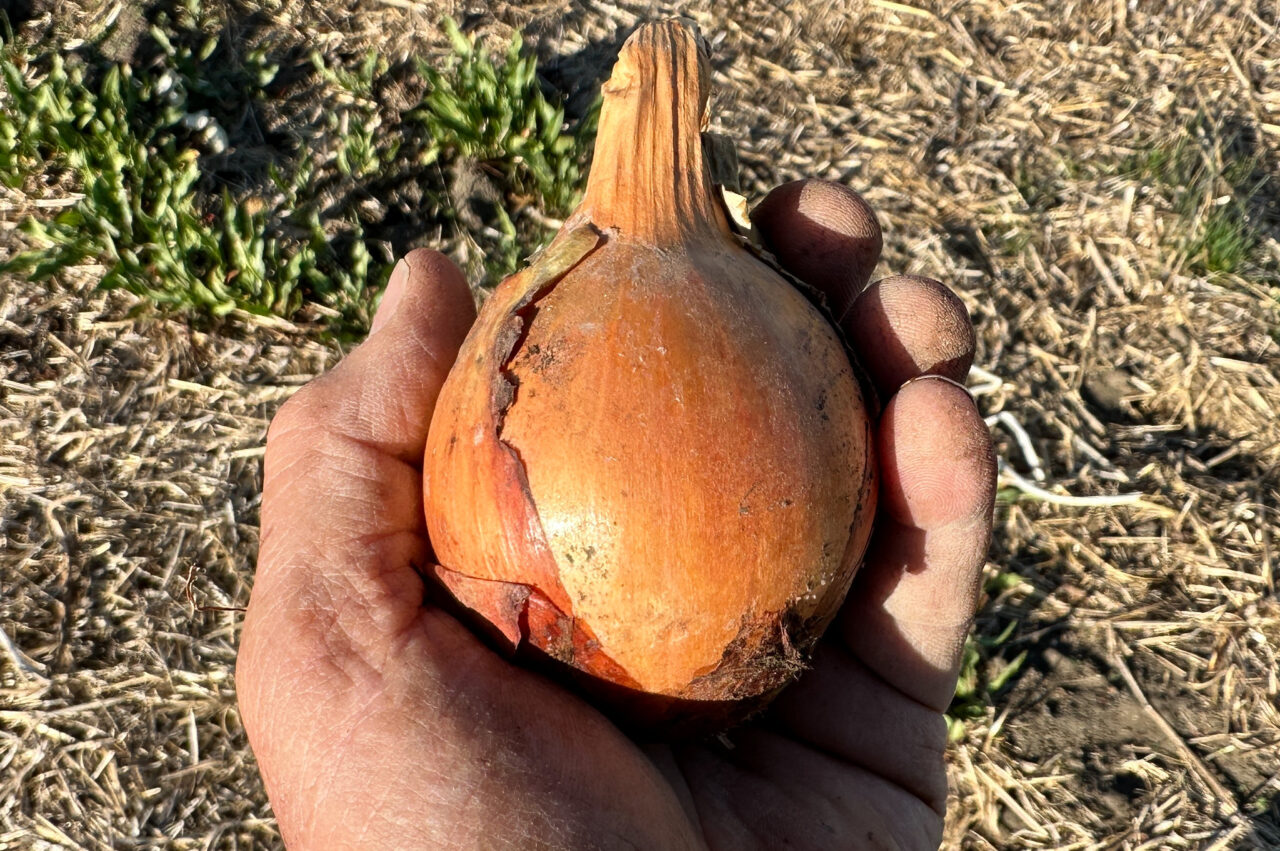 A hand holding a freshly harvested onion with a cracked brown skin.