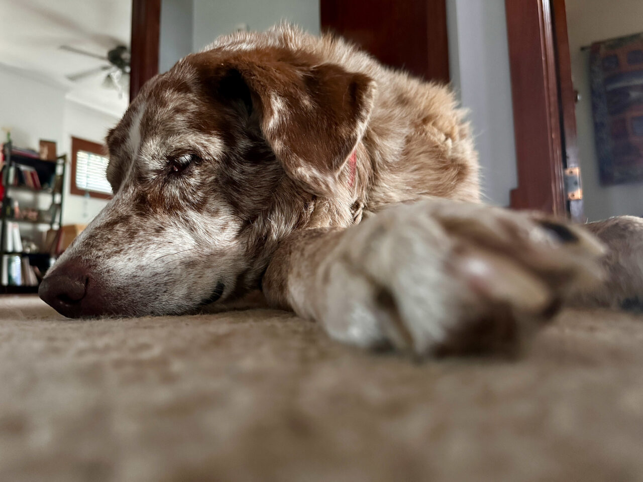 Brown and white dog laying on floor, head facing left and a huge paw reaching out directly into the right center.