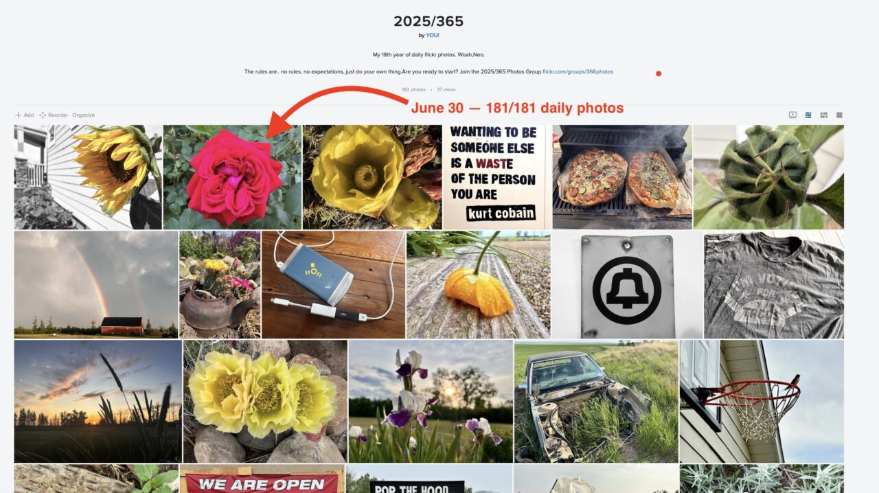 From a set of photos in a ambum titled 2025/365 a red arrow points to one photo of a red reose identified as the daily ohoto for June 30, making it nnumber 181 out of 181.