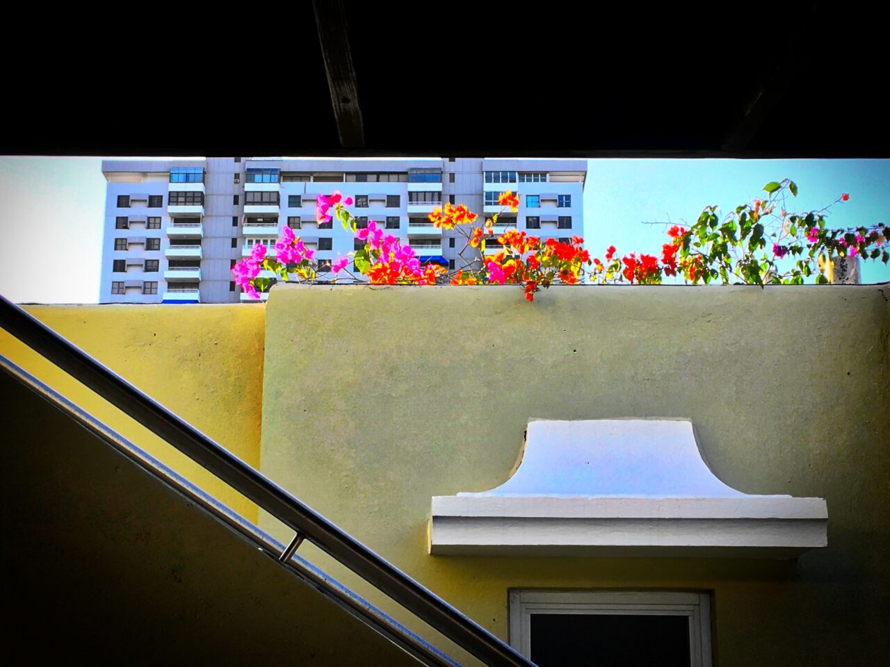 Over a bland concrete wall are a row of flowers at the top, and a modern highrise and blue sky beyond.