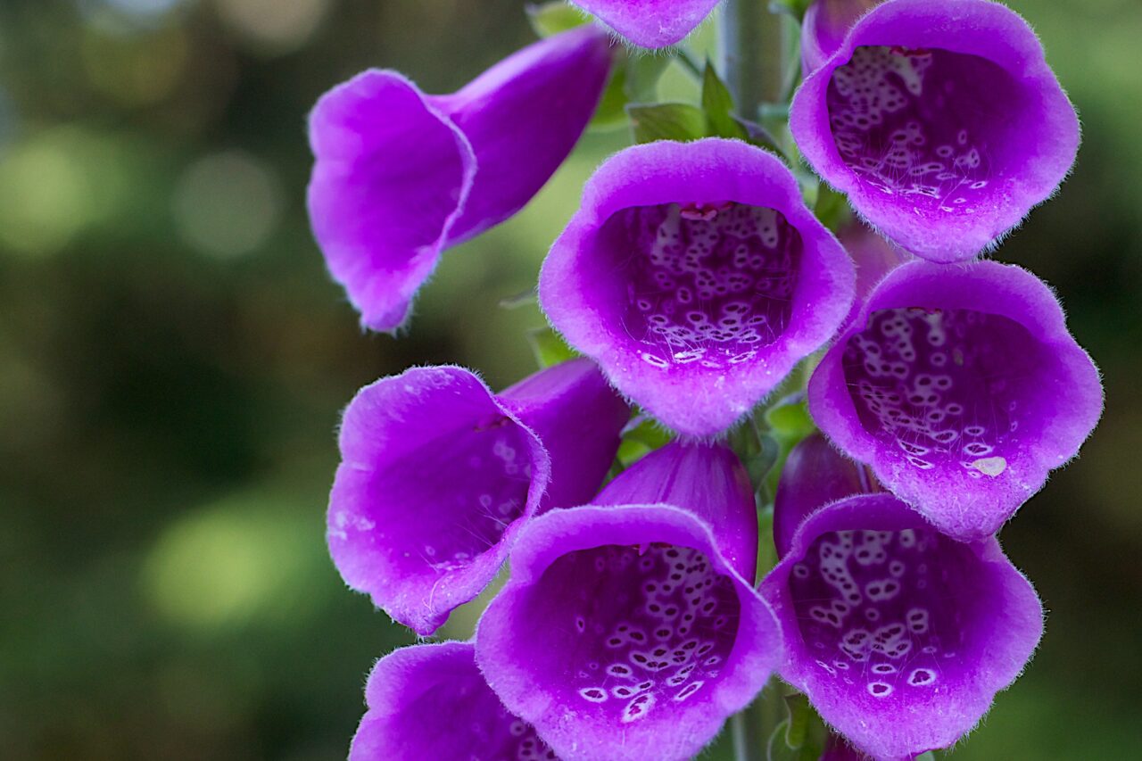 Closeup of 7 conical bright purple flowers, each opening like a horn