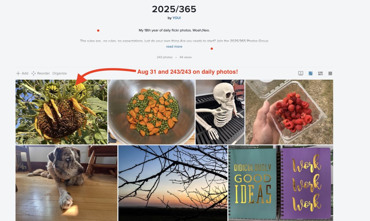 The 2025/365 flickr album indicating it has 243 photos. An arrow points to the first one in a grid of various images, labeled Aug 31 and 243/243 on daily photos.