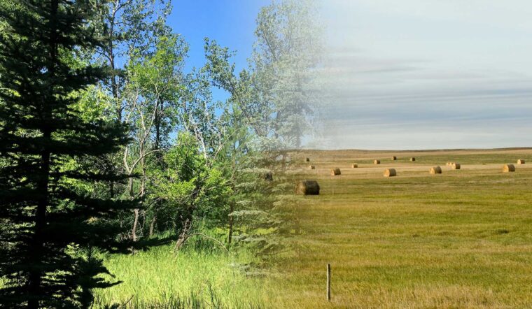 On left, a lush green forest that transitions to the right an open, flat prairie field with bales of hay reaching to the horizon