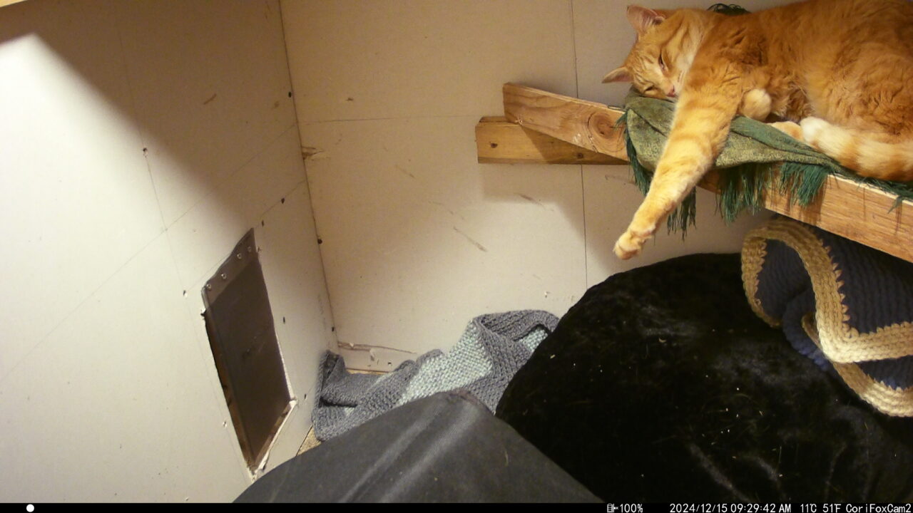 Inside a wood shelter, a orange cat perched on a ledge, sleeps with a leg stretched out.