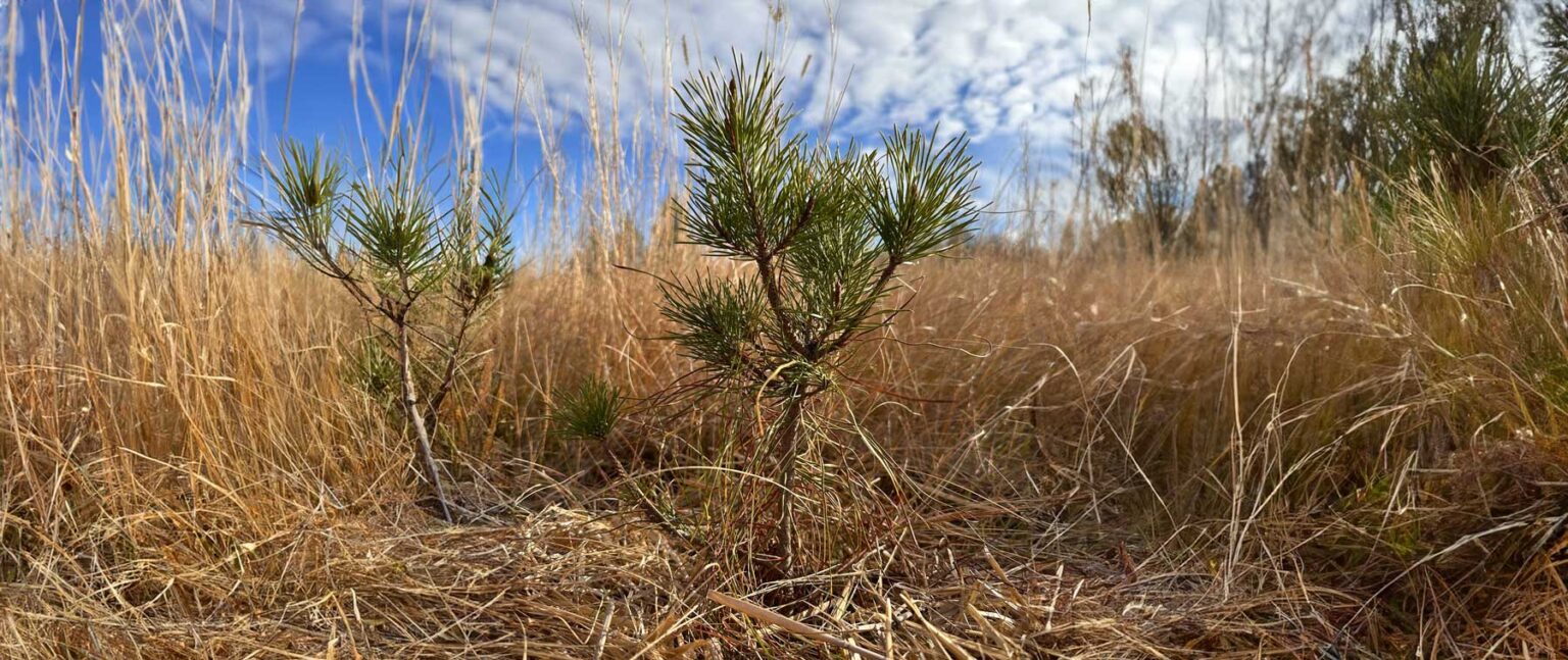 Out and About Watching the Fine Pines Rewilding CogDogBlog