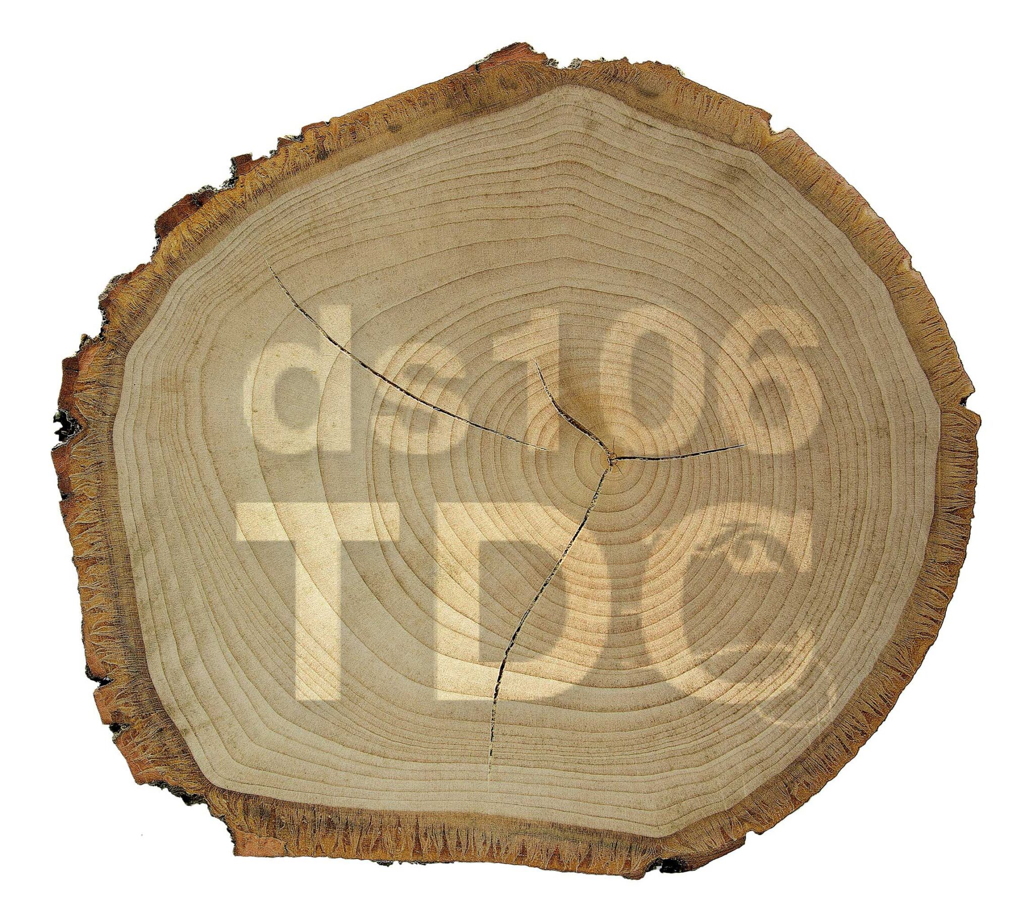 A Daily Create Dendrochronology CogDogBlog