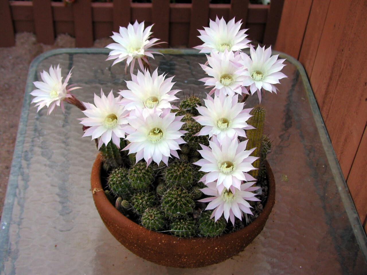 Eleven daisy style flowers growing in a bowl of cactus, which sits on a glass table.