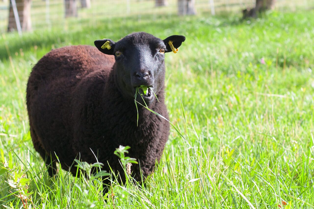 Black sheep in a field of green grass stares at the viewer, its mouth full of grass.