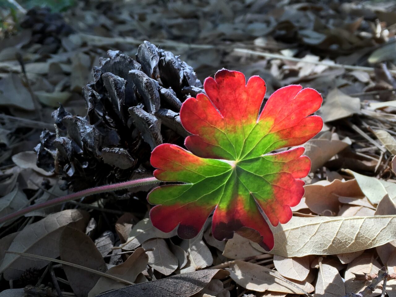 Close up view of a small flower with bright red petals, laying on am almost black and white backgrounf of pebbles, soil, and a small pine cone. The flower is backlit so it glows brightly.