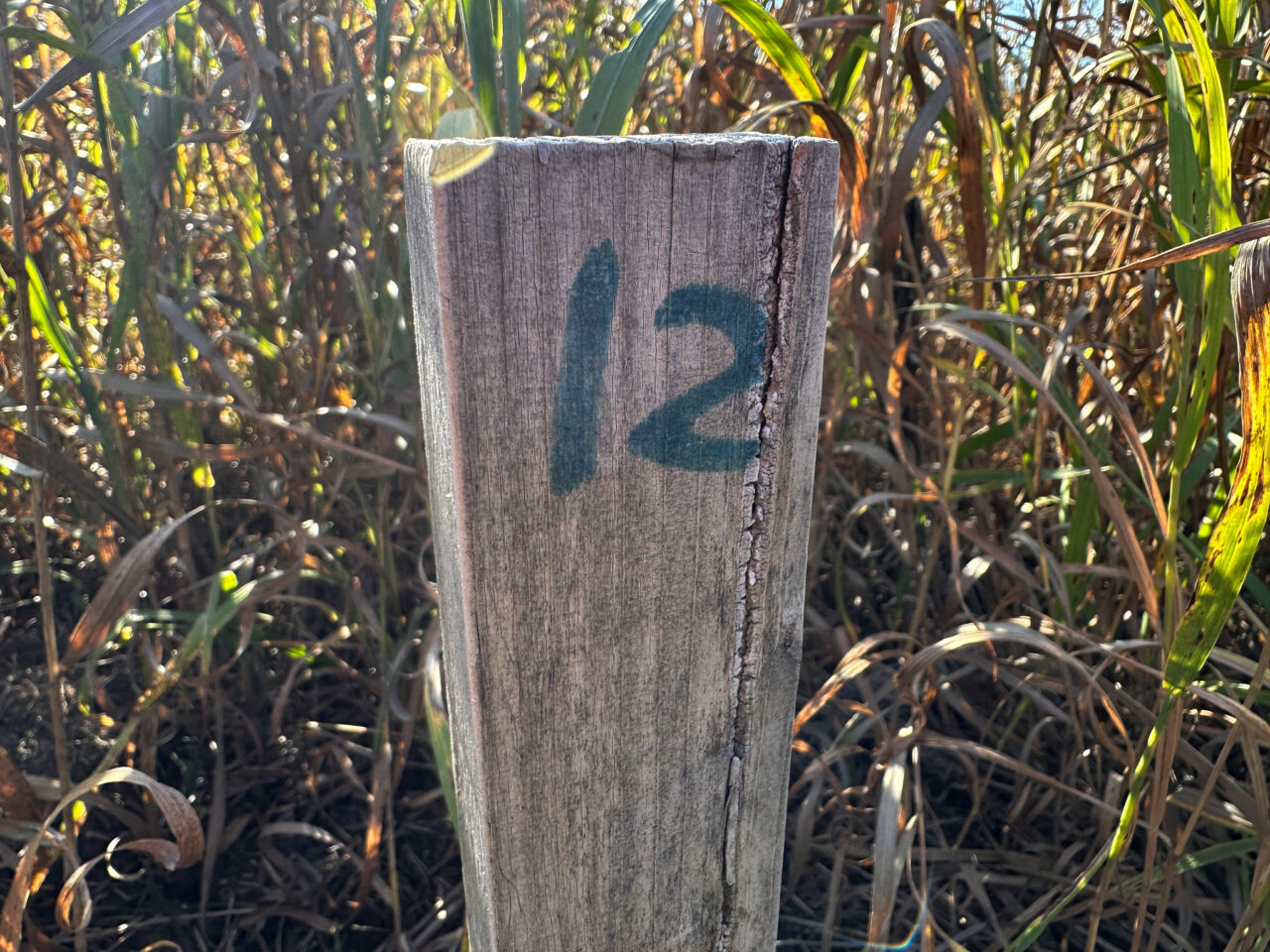 A wood stake n the ground surrounded by tall grass, written on the top of the stake is the number 12.