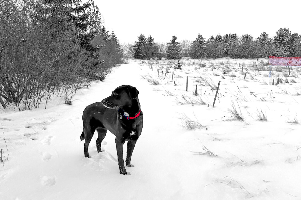 Black dog stands in snow looking to left towards a row of bushes and trees. The photo is all black and white, except her collar is bright red for emphasis.