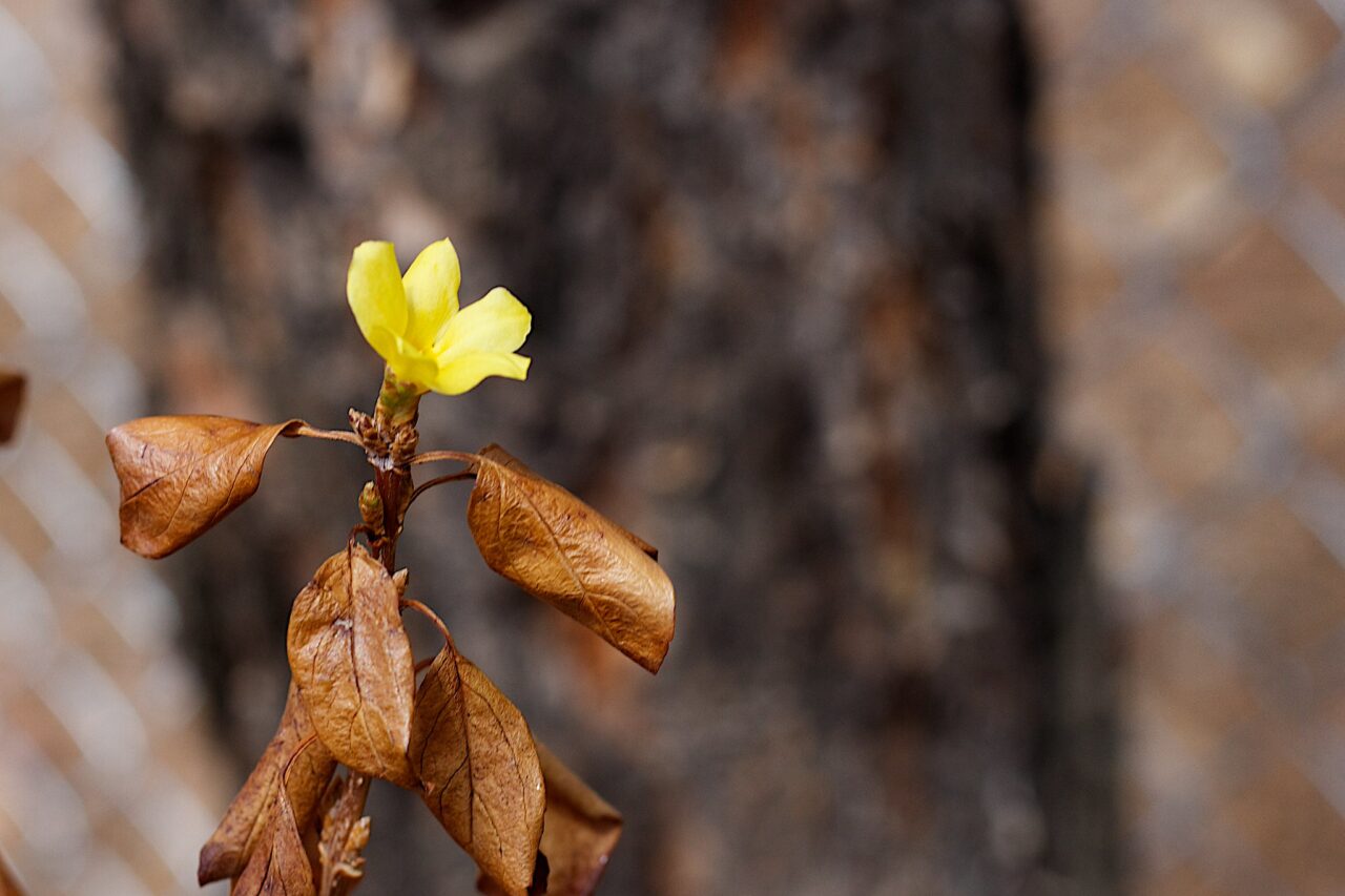 Solitary small yellow flower on left atop a branch of a plant where most leaves are brown.