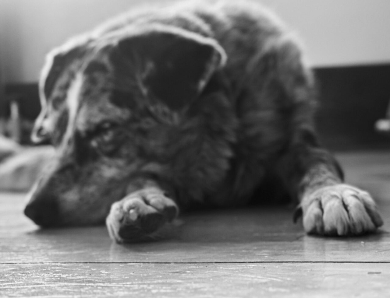 Moody soft fopcus black and white image of a multicolored dog laying with his head down on the floor. He looks tired.