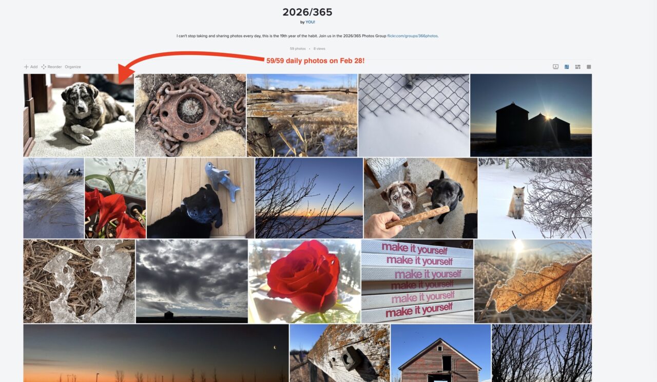 A flickr photo album titled 2026/365, with 4 rows of photos, 5 per row. An arrow points to the most recent one with text 59/59 daily photos on Feb 28!