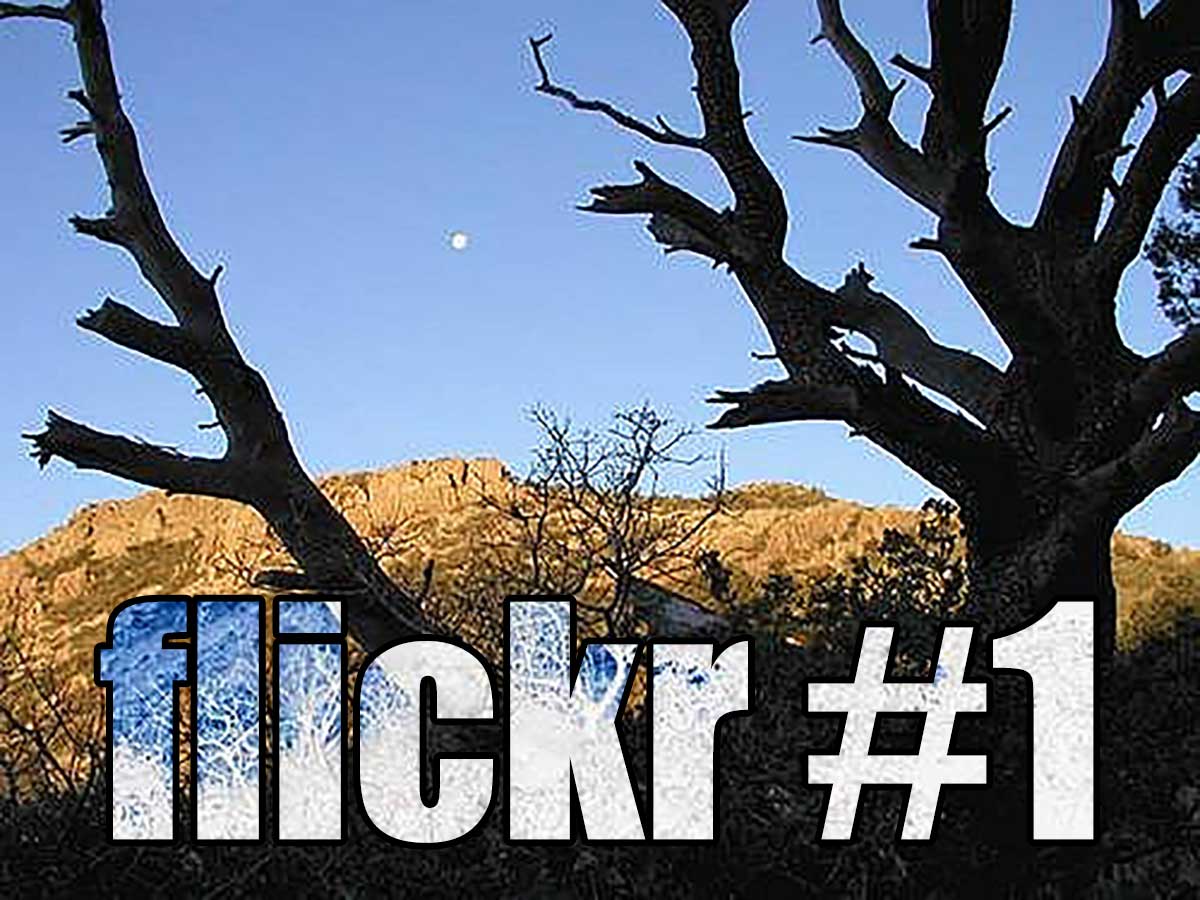 Desert scene throught dark tree branches of a mountain, a moon is visible hanging over top the mountain.