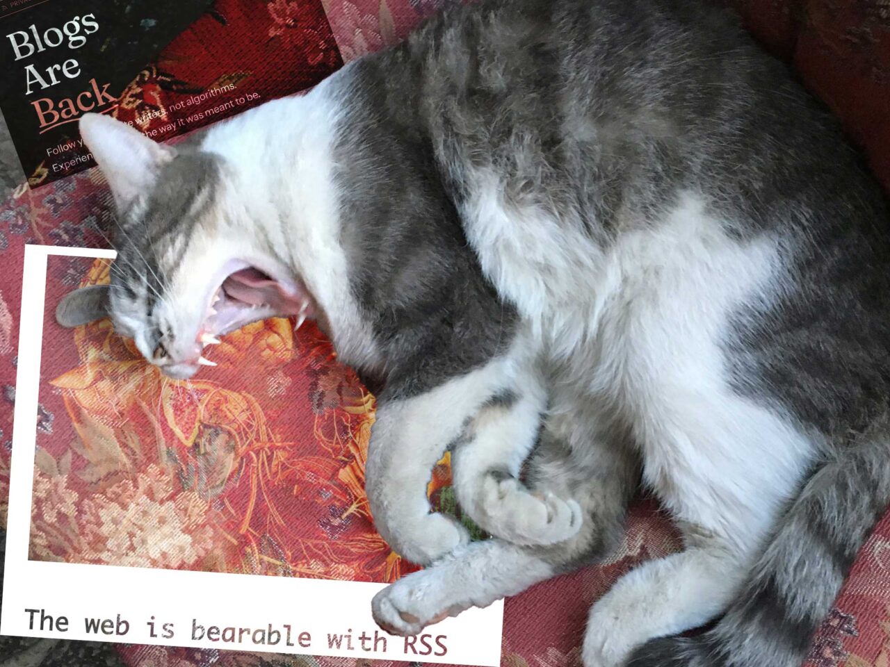 Large greay and white cat laying on its side on a pillow, letting loose a big yawn. Behind it's head is a screen shot reading Blogs are Back and a second one reading RSS Makes the Web Bearable