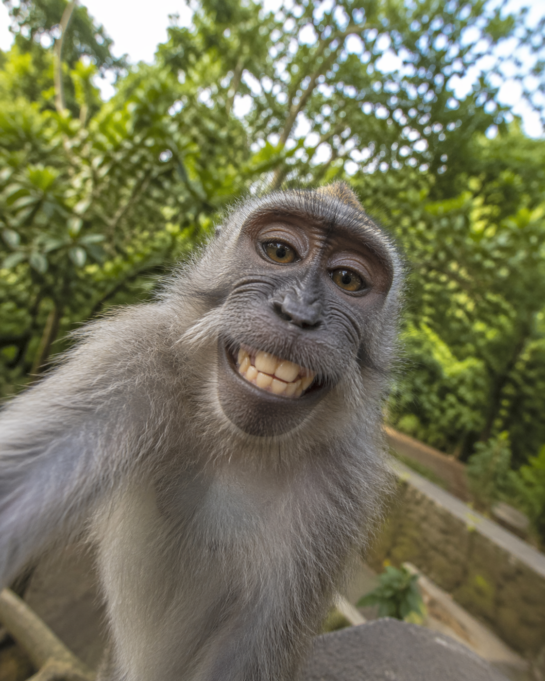 Ai generated image of a grey monkey in a forest smiling.