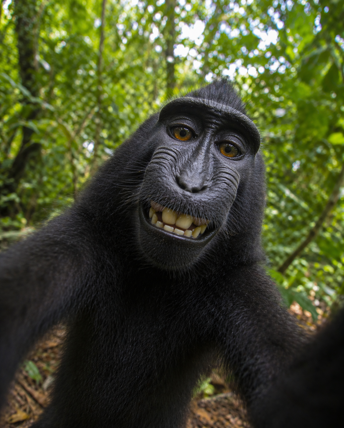 Smiling face of a black monkey in a forest.