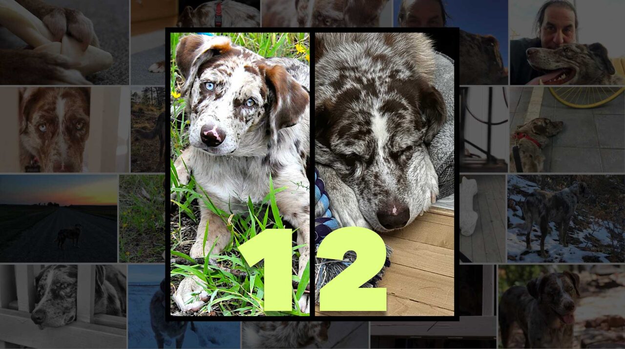Pair of side by side photos of a brown and white puppy on left and the same dog at 12 years old on right. It forms a square supermiposed on a darkened grid of multiple photos of the same dog.