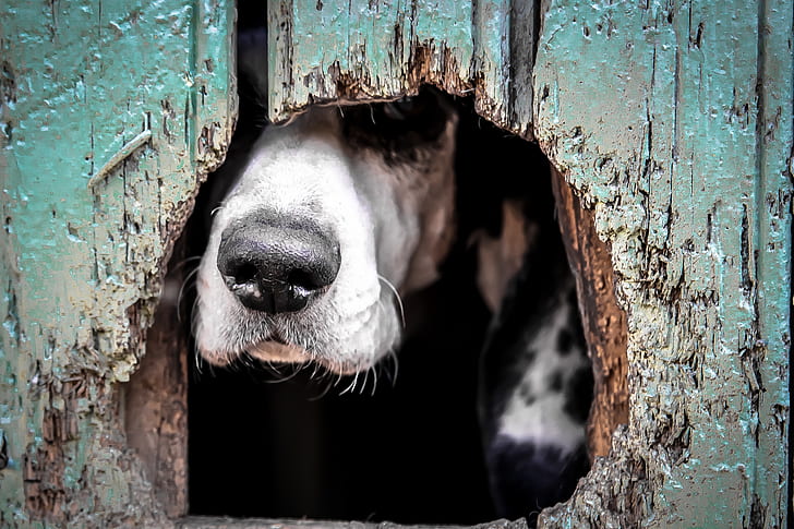 A dog nise peeks through a hole in weathered wood fence.