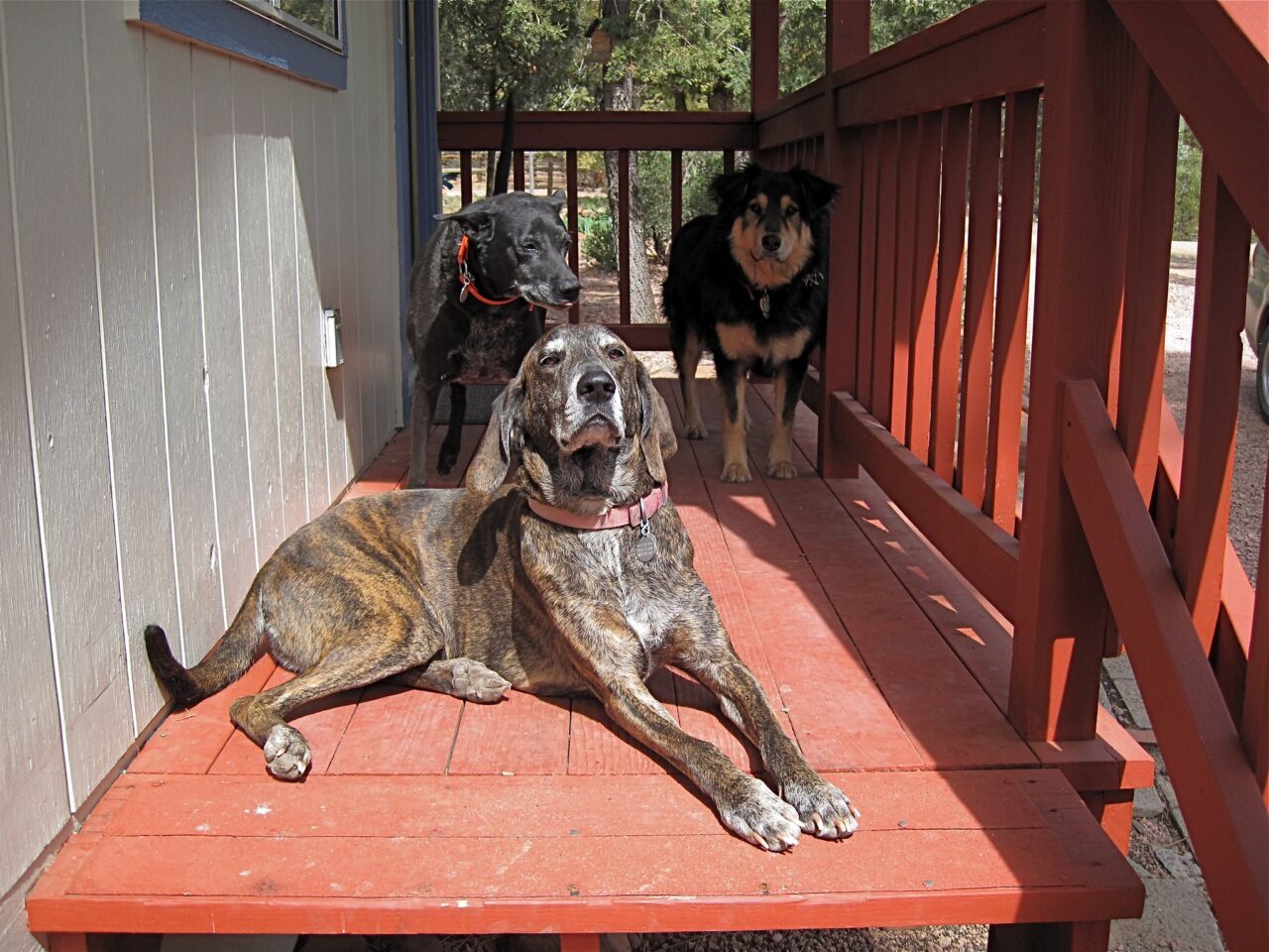 Three dogs sitting on a red wooden purch.