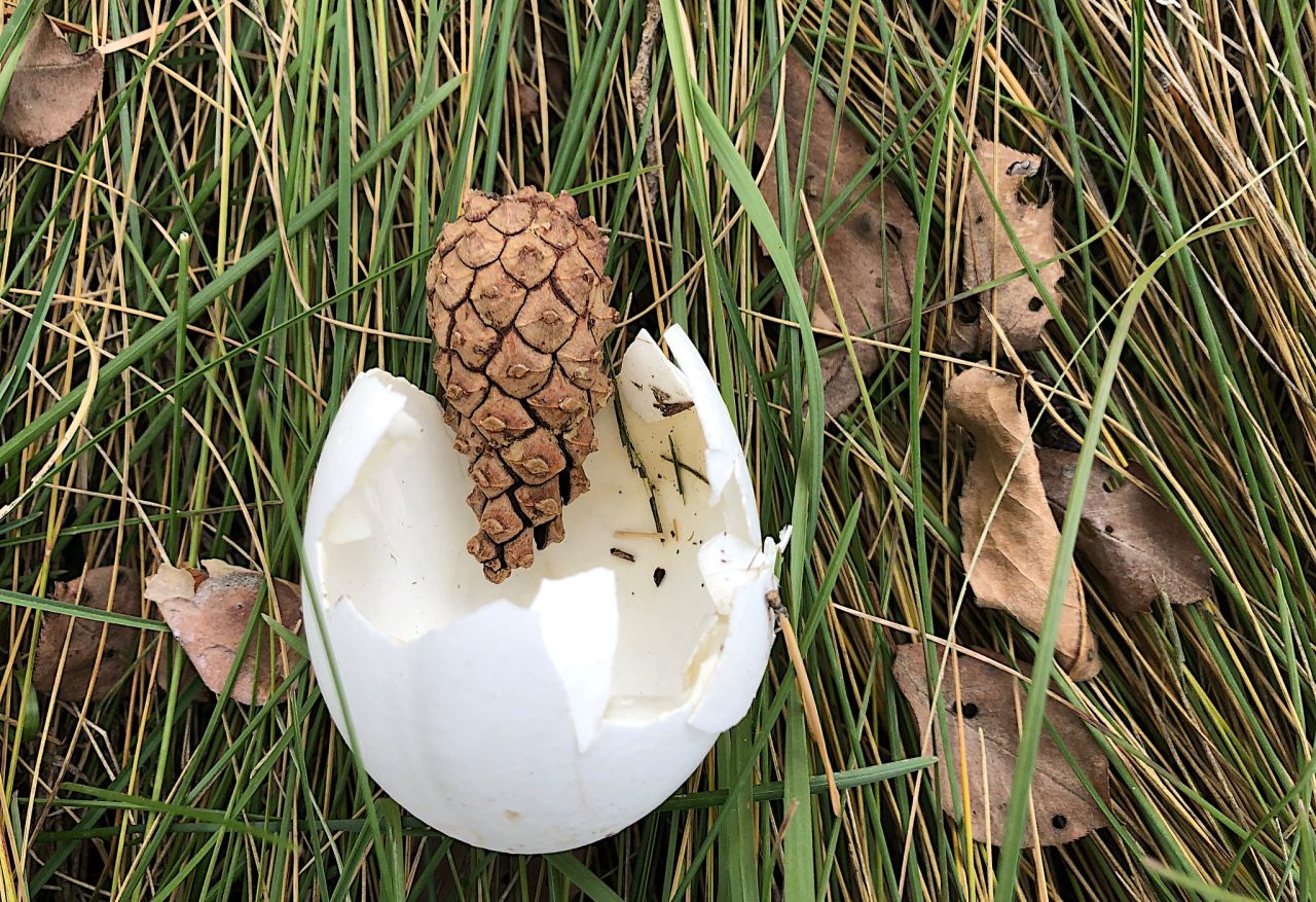 Laying in grass is a broken open egg, sitting in the top portion is a pine cone acting like it came from the egg.